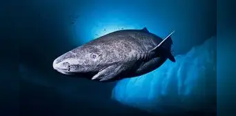 Misterioso tiburón fue captado en las costas del Caribe tras siglos oculto en la profundidad Misterioso tiburón fue captado en las costas del Caribe tras siglos oculto en la profundidad