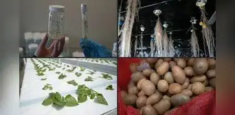 Laboratorio de la papa en Venezuela: ¿cómo funciona y cuál es su propósito? Laboratorio de la papa en Venezuela: ¿cómo funciona y cuál es su propósito?