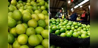 Comerciantes en Lambayeque venden saco de limón a S/600, tras alza de precio Comerciantes en Lambayeque venden saco de limón a S/600, tras alza de precio