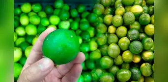 Conoce al limón Tahití, el reemplazo perfecto ante el alza de precio del cítrico: ¿cuánto cuesta? Conoce al limón Tahití, el reemplazo perfecto ante el alza de precio del cítrico: ¿cuánto cuesta?