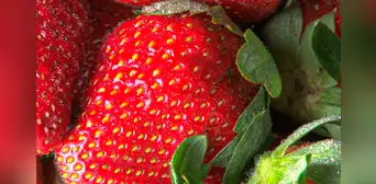 ¿Sabías que los puntos de las fresas no son semillas? Conoce para qué sirven