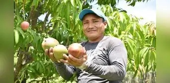 ¿El mango subirá de precio como el limón? Esto dicen productores de Piura