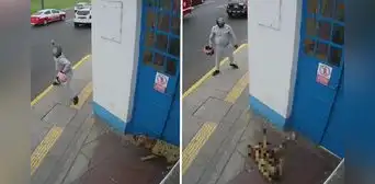 Callao: sujeto arroja piedra a perro que descansaba en caseta de serenazgo y le provoca un desmayo