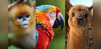 ¿Cuál es el animal más bonito del mundo según la inteligencia artificial?
