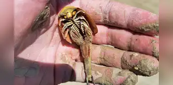 Camarones dinosaurio despertaron en el desierto de Nevada tras inundación