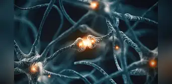 Nuevo tipo de célula descubierta en el cerebro podría ser clave contra el alzhéimer y el párkinson Nuevo tipo de célula descubierta en el cerebro podría ser clave contra el alzhéimer y el párkinson