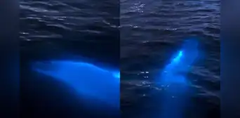 Captan en video a un delfín 'bioluminiscente' en el mar de Florida Captan en video a un delfín 'bioluminiscente' en el mar de Florida