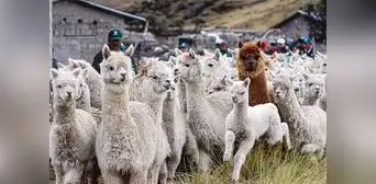 Alpacas mueren por falta de alimento y agua ante sequía en Puno Alpacas mueren por falta de alimento y agua ante sequía en Puno
