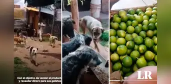 Donan caja de limones para ayudar a albergue de perritos en Cusco: “Hermoso gesto” Donan caja de limones para ayudar a albergue de perritos en Cusco: “Hermoso gesto”
