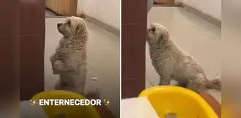 "Tan lindo y respetuoso": perrito en Cusco pide comida en restaurante y las redes se 'derriten'