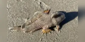 Extraño pez mano que se creía extinto aparece en una playa de Tasmania Extraño pez mano que se creía extinto aparece en una playa de Tasmania