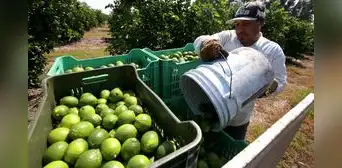 ¿Cómo salvamos al limón? ¿Cómo salvamos al limón?