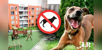 ¿Me pueden prohibir tener MASCOTAS si vivo en un condominio? Tribunal Constitucional responde ¿Me pueden prohibir tener MASCOTAS si vivo en un condominio? Tribunal Constitucional responde