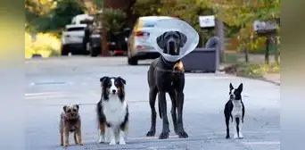 ‘Hijos de perra’, reparto: ¿qué actores prestaron su voz para la película protagonizada por perros? ‘Hijos de perra’, reparto: ¿qué actores prestaron su voz para la película protagonizada por perros?