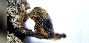 Hallan abejas momias de hace 3.000 años tan bien conservadas que se puede ver qué comieron Hallan abejas momias de hace 3.000 años tan bien conservadas que se puede ver qué comieron