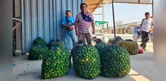 Denuncian contrabando de limón colombiano: productores preocupados por mala calidad y plagas Denuncian contrabando de limón colombiano: productores preocupados por mala calidad y plagas
