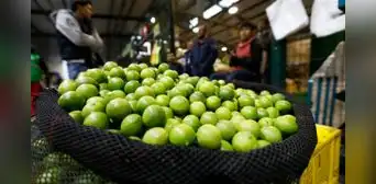 Precio del limón a la baja: ¿a cómo está el kilo en el Gran Mercado Mayorista de Lima?