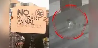 Los Olivos: denuncian a vecina que deja comida con veneno a perritos de la zona Los Olivos: denuncian a vecina que deja comida con veneno a perritos de la zona