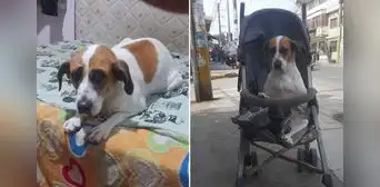 Buscan a Nana, perrita con debilidad en patitas, desde hace 2 meses: "Mi hijita engreída" Buscan a Nana, perrita con debilidad en patitas, desde hace 2 meses: "Mi hijita engreída"
