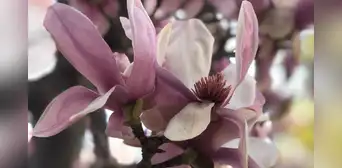 Las flores que sobrevivieron a la extinción que acabó con los dinosaurios
