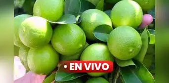 Precio del limón HOY viernes 15 de setiembre: cuánto cuesta el kilo en Lima y regiones del Perú