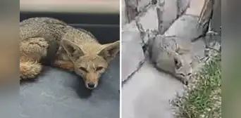 Serfor rescató a 'Run Run tacneño': zorro tiene signos de domesticación y maltrato Serfor rescató a 'Run Run tacneño': zorro tiene signos de domesticación y maltrato