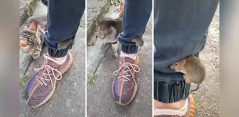 Astuto ratoncito se esconde en pliegue de pantalón de joven para evitar ser atrapado por un gato Astuto ratoncito se esconde en pliegue de pantalón de joven para evitar ser atrapado por un gato