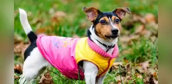 ¿Deberías vestir a tu perro en invierno? Una veterinaria responde ¿Deberías vestir a tu perro en invierno? Una veterinaria responde