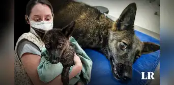 Descubren en Brasil un híbrido perro-zorro por primera vez en el mundo
