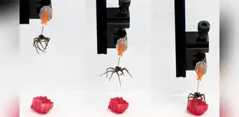 Científicos son premiados por 'resucitar' arañas muertas y convertirlas en cyborgs