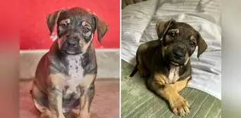 Animalista busca adopción para perrita que fue arrojada de un carro en movimiento en el Callao Animalista busca adopción para perrita que fue arrojada de un carro en movimiento en el Callao