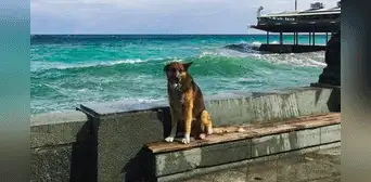 Murió ‘Hachiko del Mar Negro’: perrito esperó 12 años en el muelle a su dueño que falleció ahogado