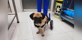 Caso Dachi: perrita pug volverá a caminar con ayuda de silla de ruedas