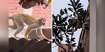 SJL: reportan a 2 monos perdidos que pasean por los techos y cables del distrito SJL: reportan a 2 monos perdidos que pasean por los techos y cables del distrito