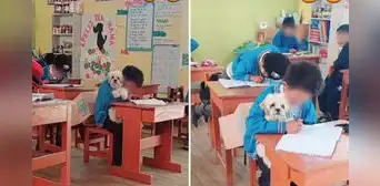 Docente conmueve al permitir que alumno haga clases con su perrito: "Sé cuánto te estás esforzando"