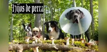 VER 'Hijos de perra' (2023), película completa en español latino [ONLINE GRATIS]