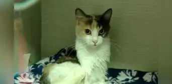 Cercado de Lima: gatita arrojada desde el piso 13 de edificio se recupera y busca hogar Cercado de Lima: gatita arrojada desde el piso 13 de edificio se recupera y busca hogar