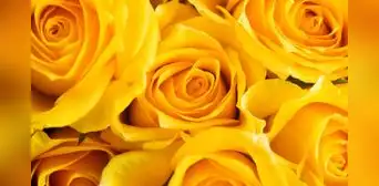 ¿Qué FRASES de flores amarillas dedicar? Mensajes bonitos para este 21 de septiembre ¿Qué FRASES de flores amarillas dedicar? Mensajes bonitos para este 21 de septiembre