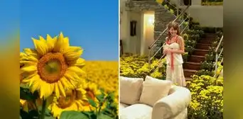 ¿Por qué se regalan flores amarillas el 21 de setiembre y cuál es su relación con 'Floricienta'? ¿Por qué se regalan flores amarillas el 21 de setiembre y cuál es su relación con 'Floricienta'?