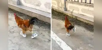 Gallo que corre con sandalias en plena calle se vuelve VIRAL y en REDES reaccionan: “Tierno y cool” Gallo que corre con sandalias en plena calle se vuelve VIRAL y en REDES reaccionan: “Tierno y cool”