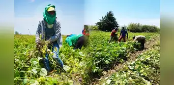 ¡De Piura a Corea del Sur! Exportarán 20 toneladas de frejol loctao cultivado en desierto de Sechura ¡De Piura a Corea del Sur! Exportarán 20 toneladas de frejol loctao cultivado en desierto de Sechura