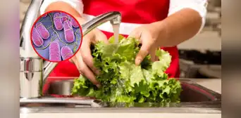 ¿Cuál es el riesgo de NO lavar la LECHUGA y cómo hacerlo correctamente? ¿Cuál es el riesgo de NO lavar la LECHUGA y cómo hacerlo correctamente?