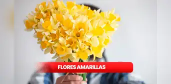 Por qué MOTIVO se regalan FLORES AMARILLAS en septiembre: origen y qué relación tiene 'Floricienta' Por qué MOTIVO se regalan FLORES AMARILLAS en septiembre: origen y qué relación tiene 'Floricienta'