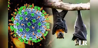 Virus Nipah: ¿cómo afecta al cuerpo humano y qué tiene que ver con los murciélagos?