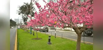 Primavera en Lima 2023: ¿cómo será el clima en esta nueva estación? Esto informa Senamhi Primavera en Lima 2023: ¿cómo será el clima en esta nueva estación? Esto informa Senamhi