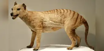 Recuperan el ARN completo del extinto tigre de Tasmania: un paso para 'resucitar' especies extintas Recuperan el ARN completo del extinto tigre de Tasmania: un paso para 'resucitar' especies extintas