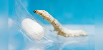 Científicos chinos crean gusanos mutantes capaces de producir seda de araña ultrarresistente