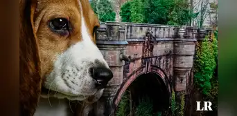 El misterio del Puente Overtoun: ¿por qué cientos de perros se quitan la vida en este lugar? El misterio del Puente Overtoun: ¿por qué cientos de perros se quitan la vida en este lugar?