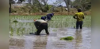 Recomiendan reducir 30% de cultivos por falta de agua en Arequipa