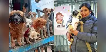 Peruana dejó su profesión para cuidar más de 200 perros: invertí todos mis ahorros y hoy soy ambulante